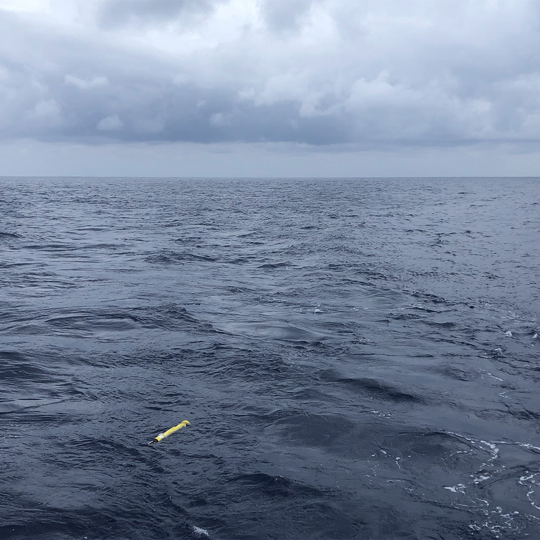 Wolfie at sea. Photo Credit: Shuwen Tan