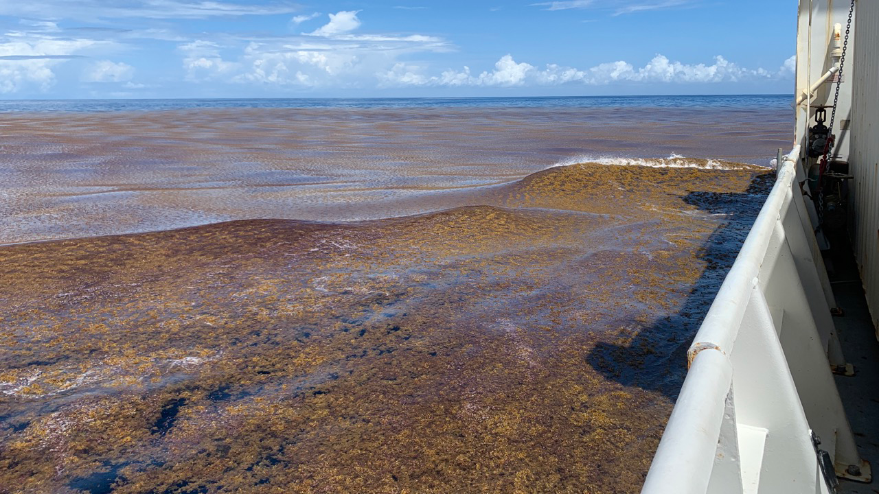 NOAA Ship Ronald H. Brown transiting through a large patch of Sargassum (Photo by Ellen Park).