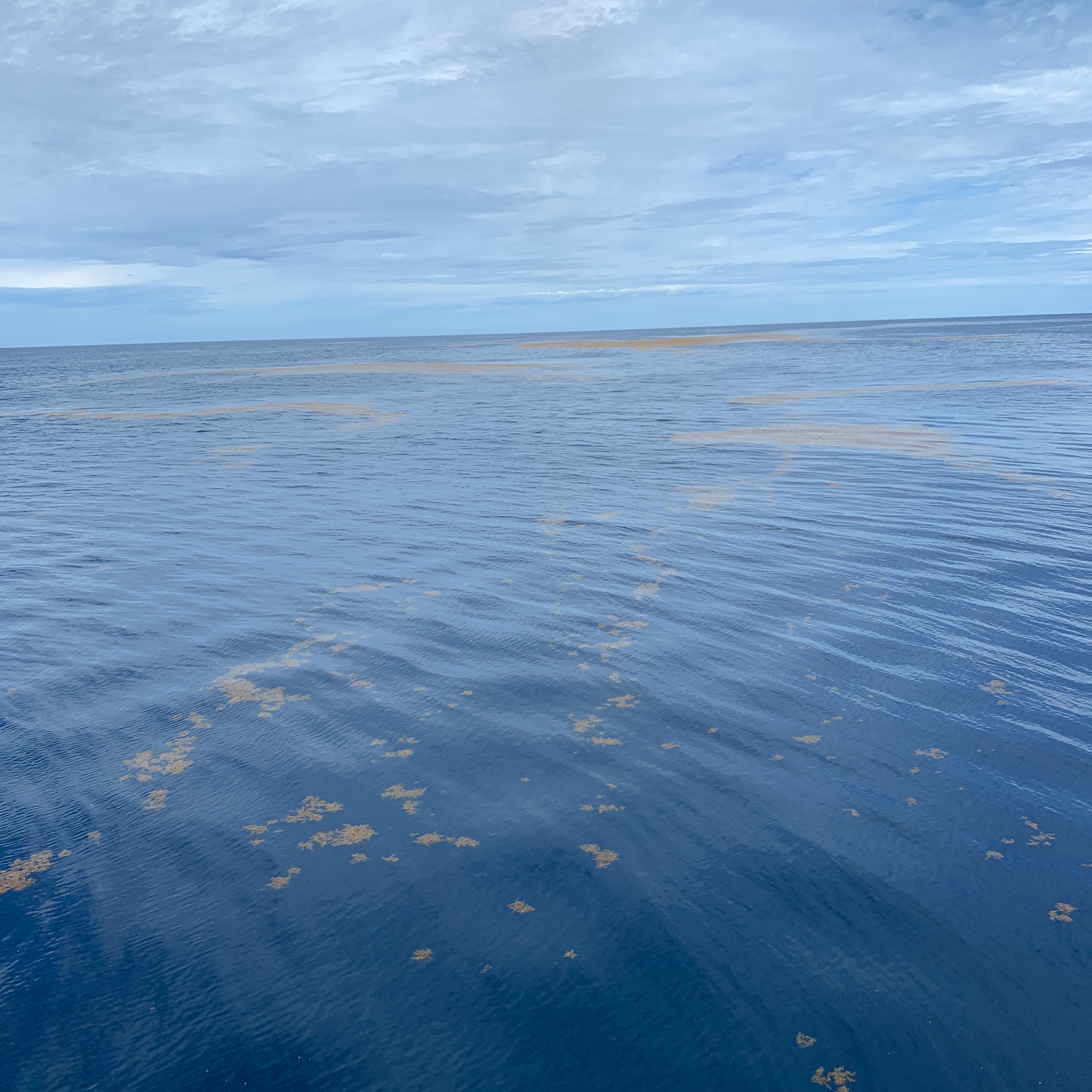We observed various sizes of Sargassum patches from small (front) to large (back) (Photo by Ellen Park).