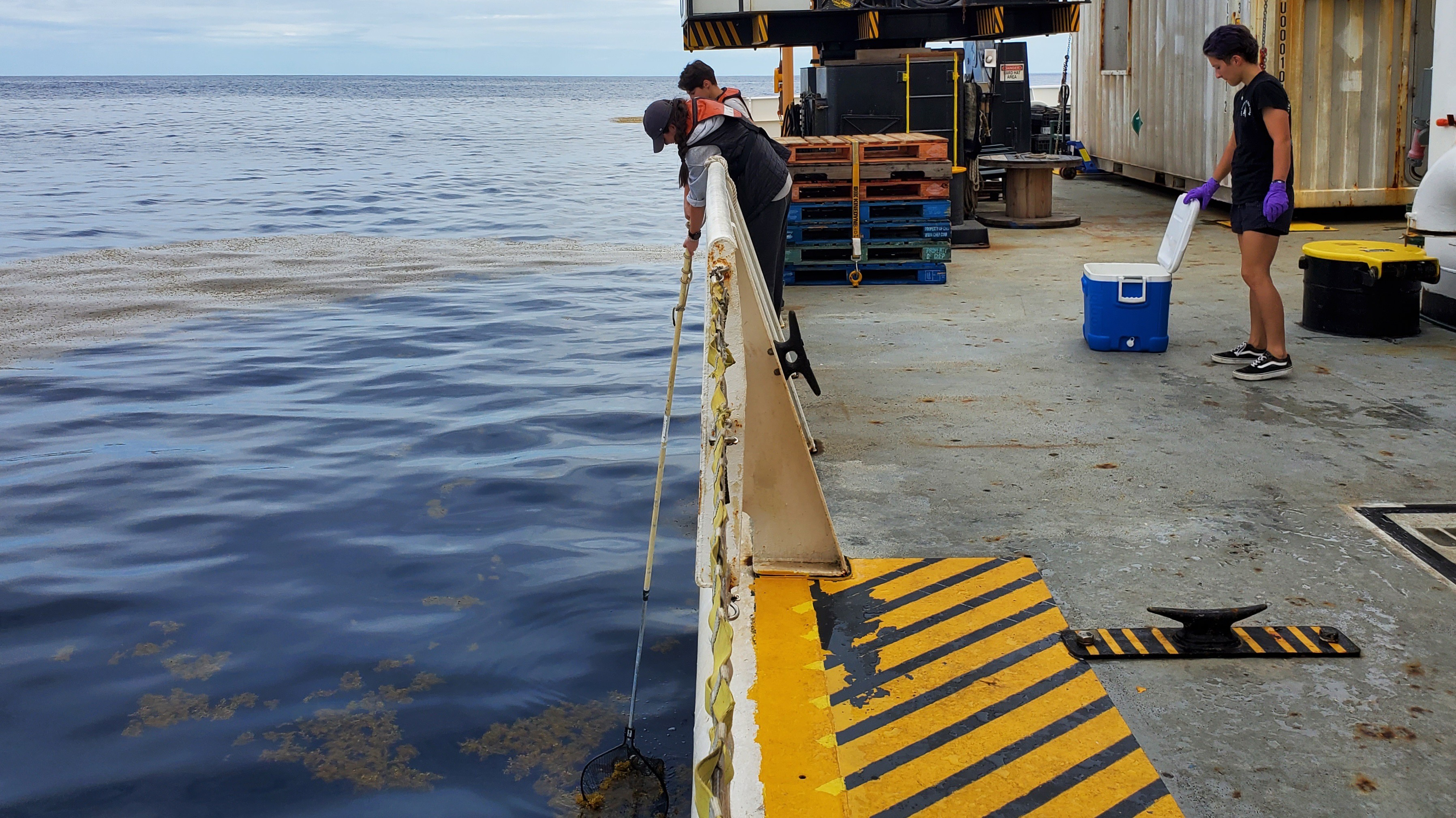 Ellen Park collecting Sargassum using a net on the starboard side of the ship (Photo by Jeffrey Greeley). 