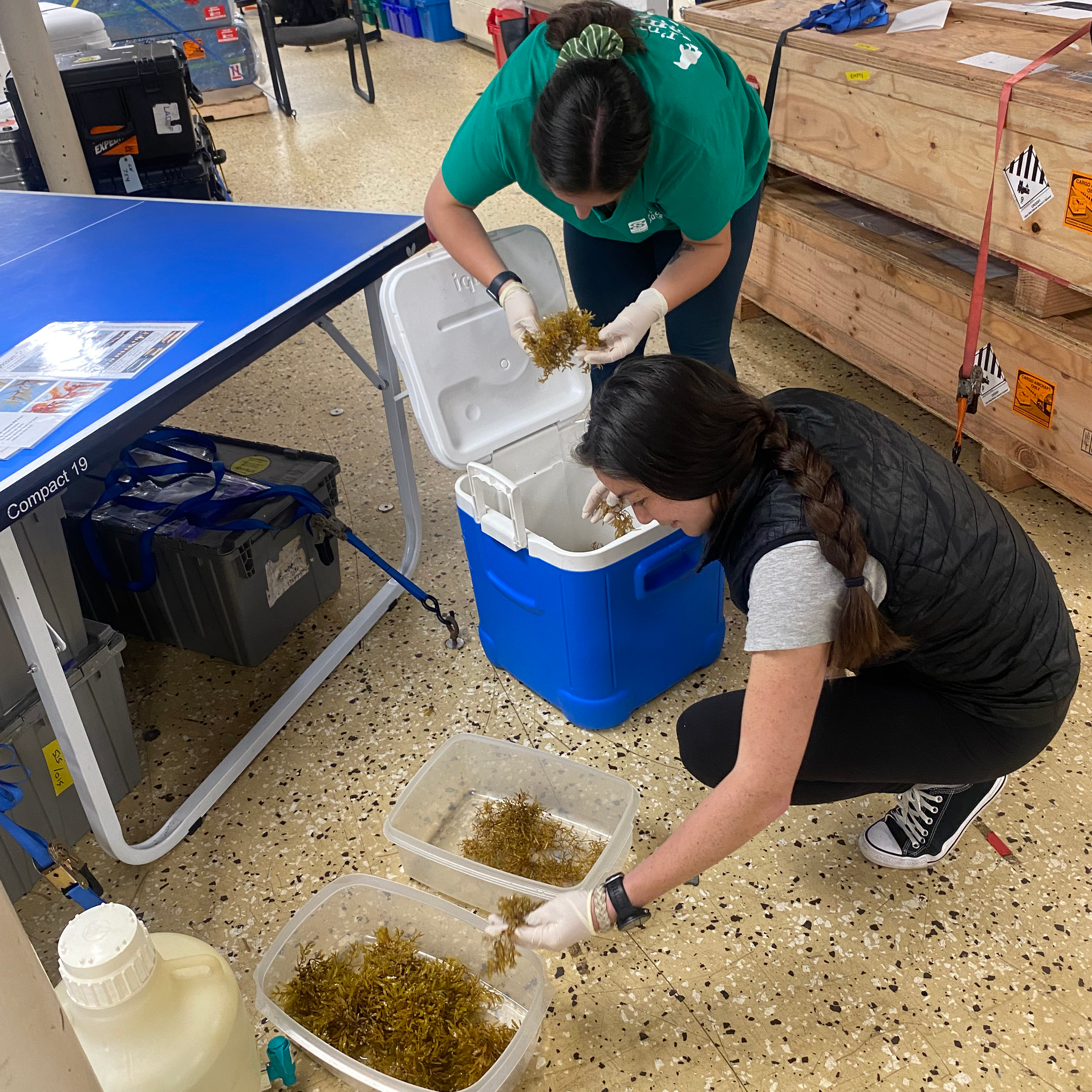 Ellen Park (front) and Mackenzie Blanusa (back) sorting collected Sargassum by species (Photo by Taydra Low).