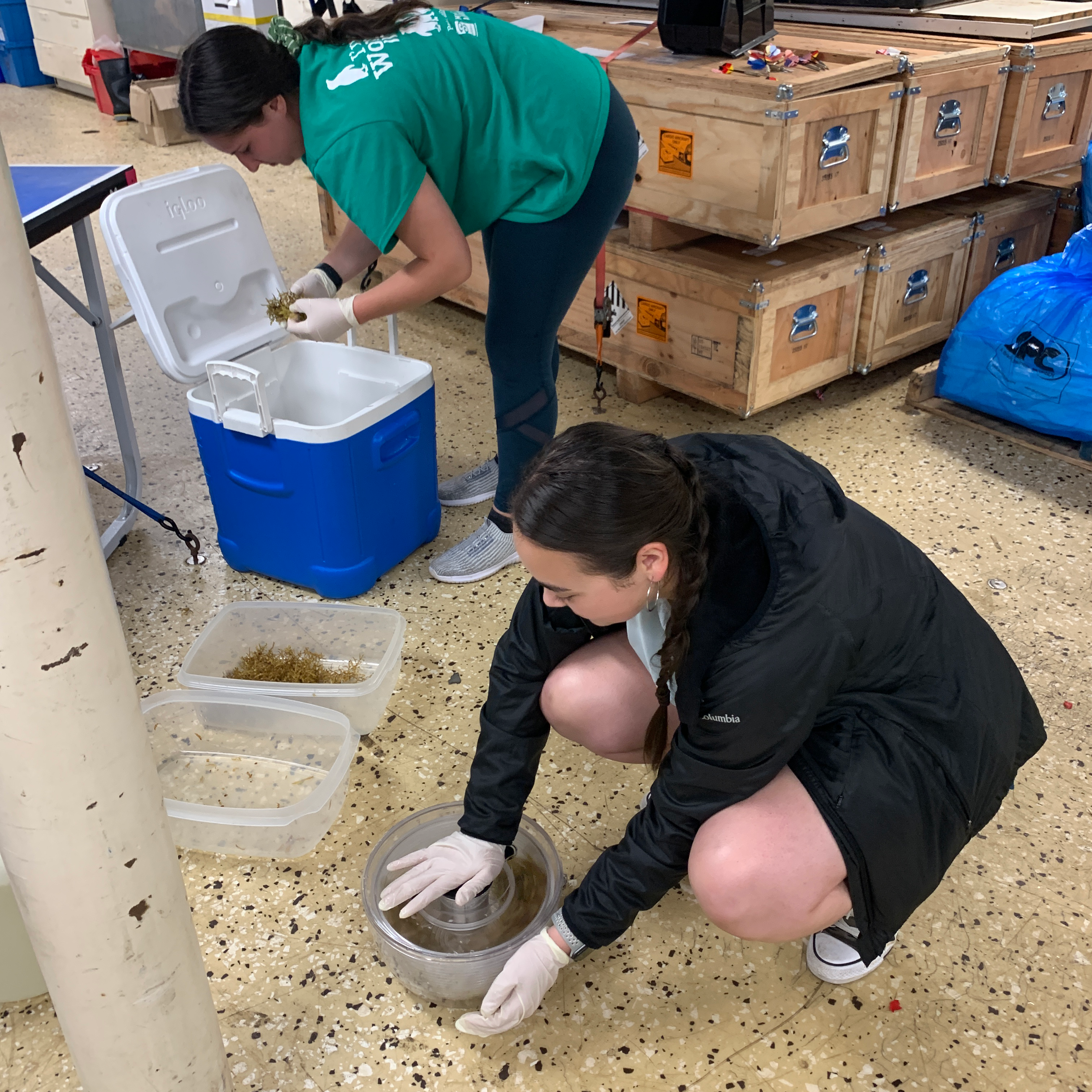 Taydra Low (front) drying Sargassum samples after they have been sorted and rinsed in a salad spinner. Mackenzie Blanusa (back) sorting collected Sargassum by species (Photo by Ellen Park).