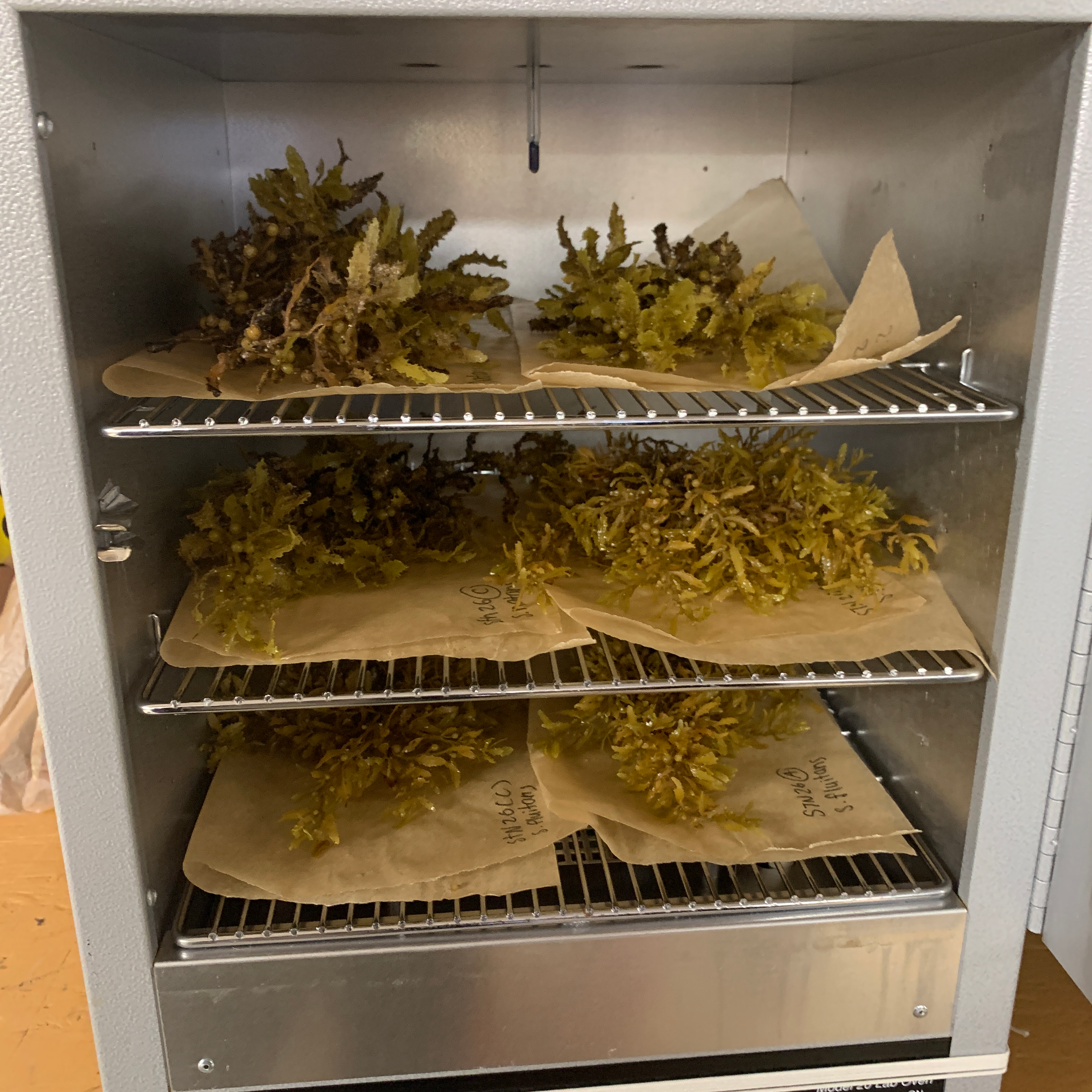 Sorted Sargassum drying in the oven to preserve for further analysis (Photo by Ellen Park)