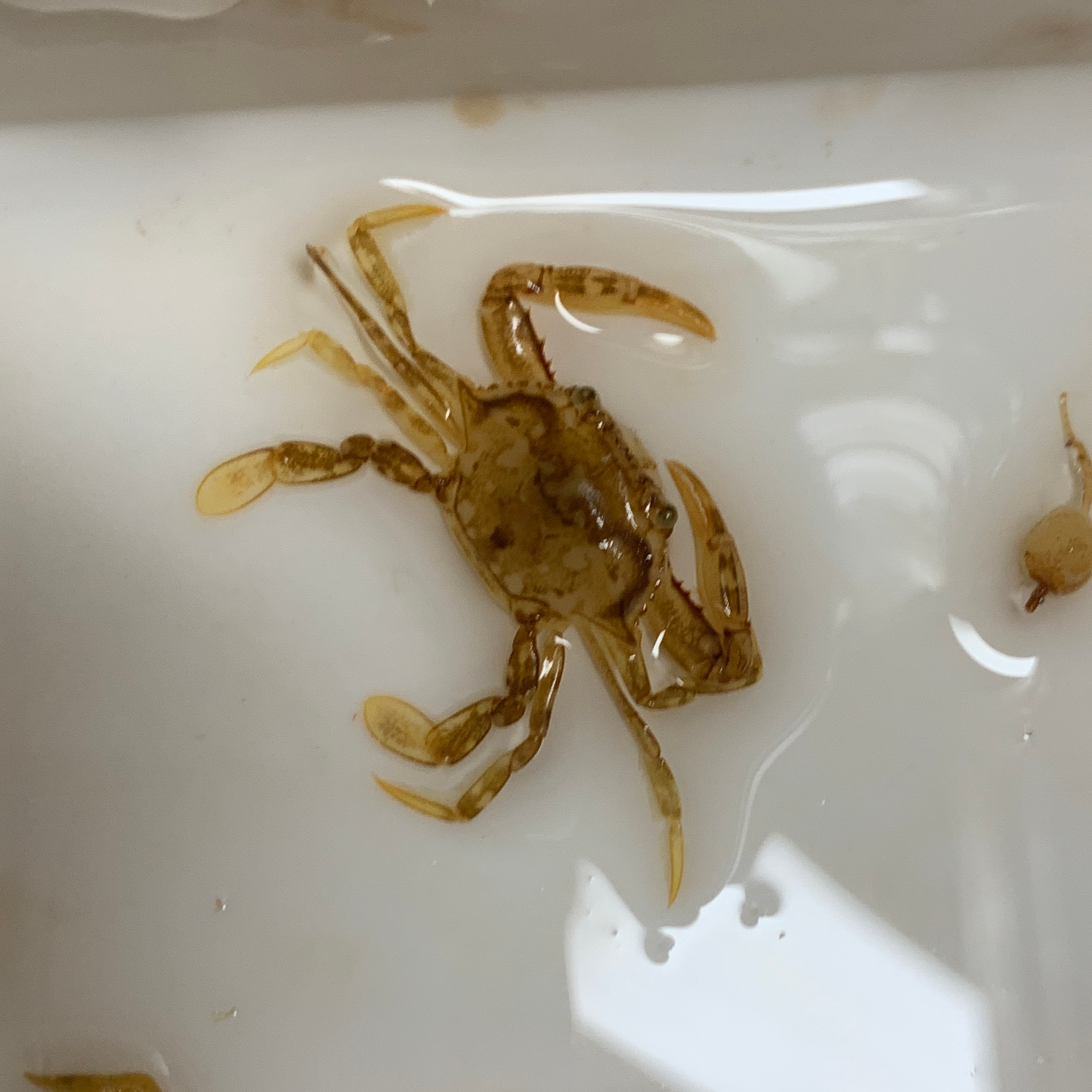Small crab found in the Sargassum (Photo by Ellen Park).
