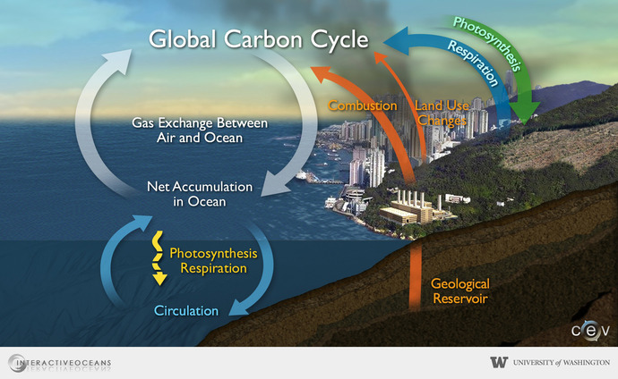 PIC 1 Carbon Cycle Summary of global carbon cycle. Picture by University of Washington.