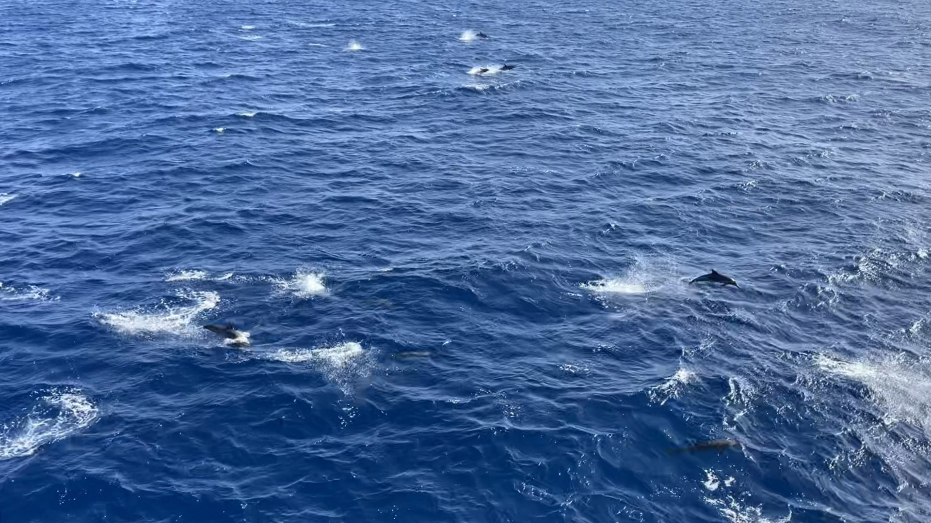 Large pod of dolphins follows alongside the ship. Picture by Teresa Kennedy (UT Tyler; URI)