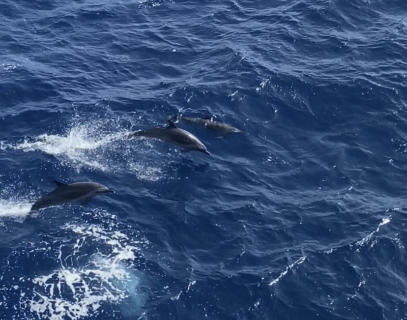 PIC 8 Dolphins A pod of bottlenose dolphins escorting R/V Marcus G. Langseth out of port in Mindelo, Cape Verde.