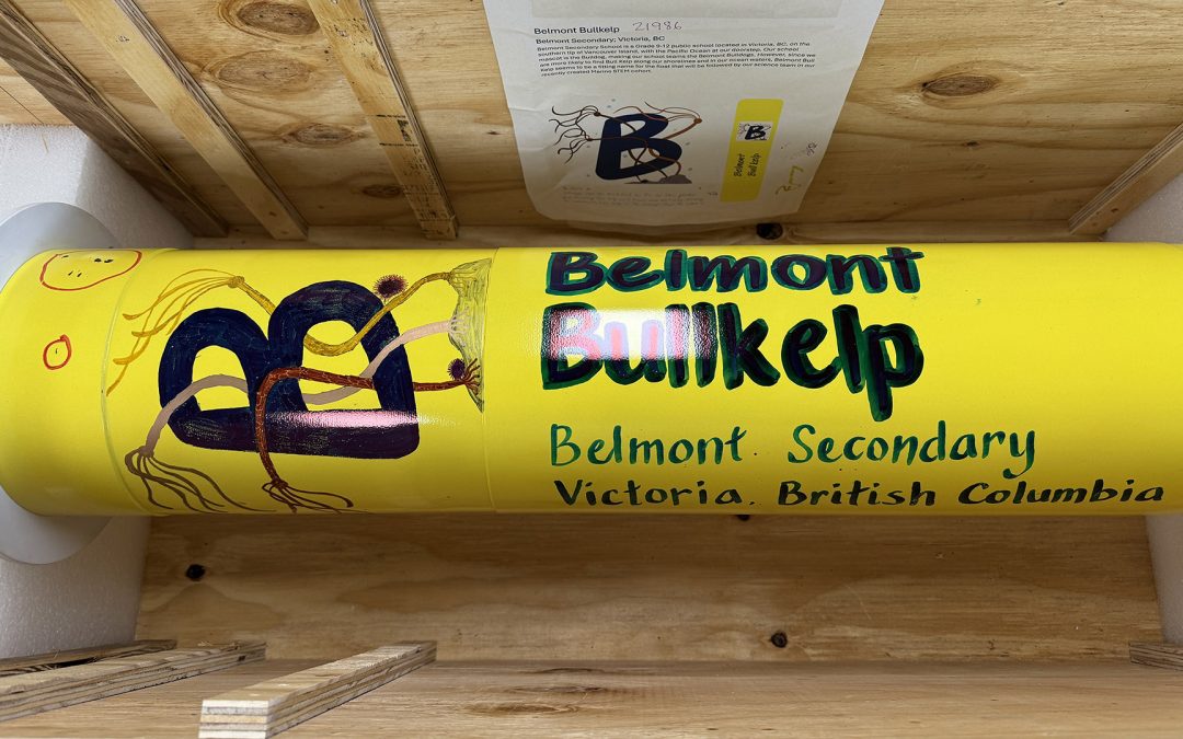 Belmont Bullkelp