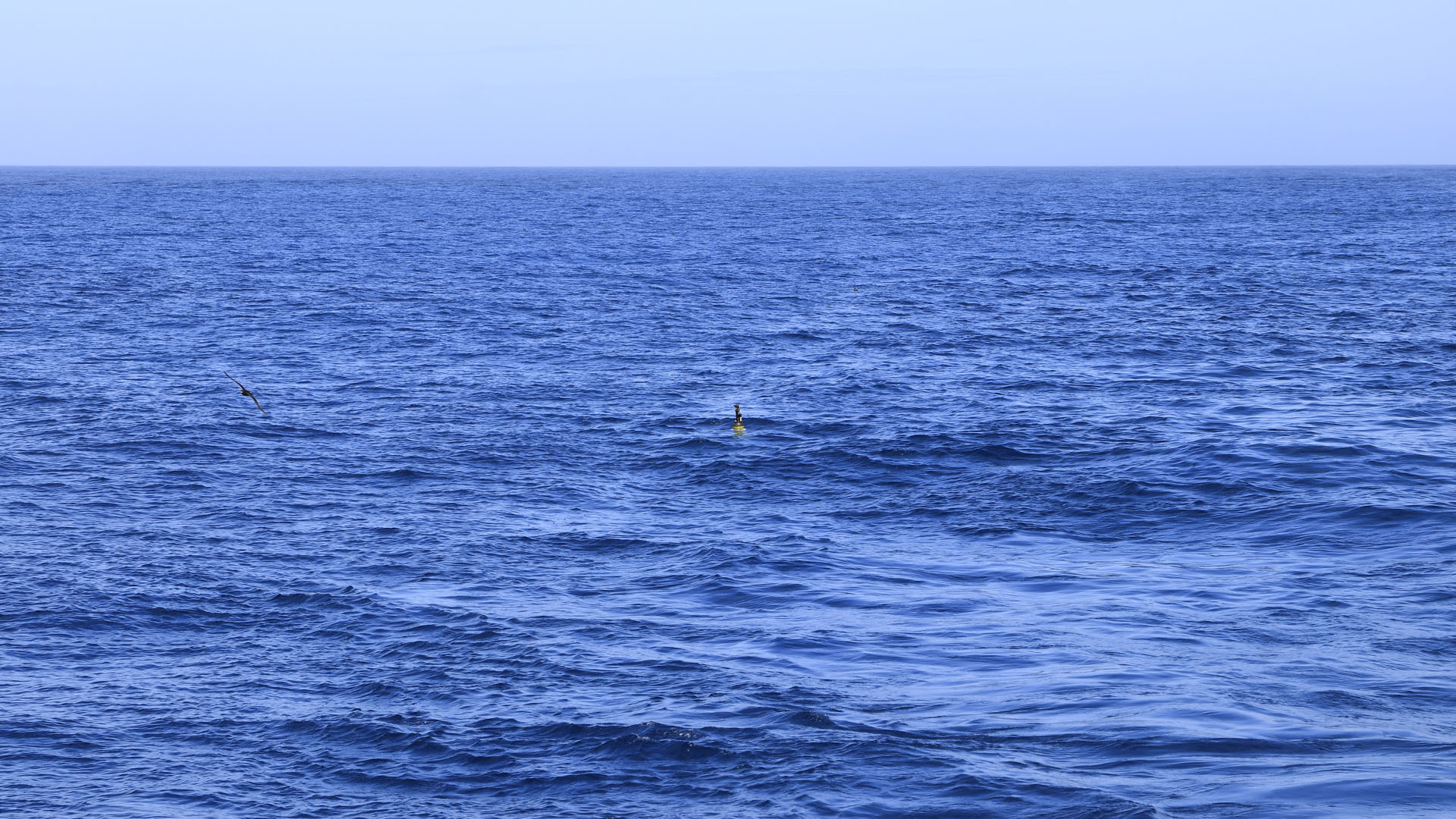 Watching our last BGC float, Belmont Bullkelp, drift away into the vast Indian Ocean