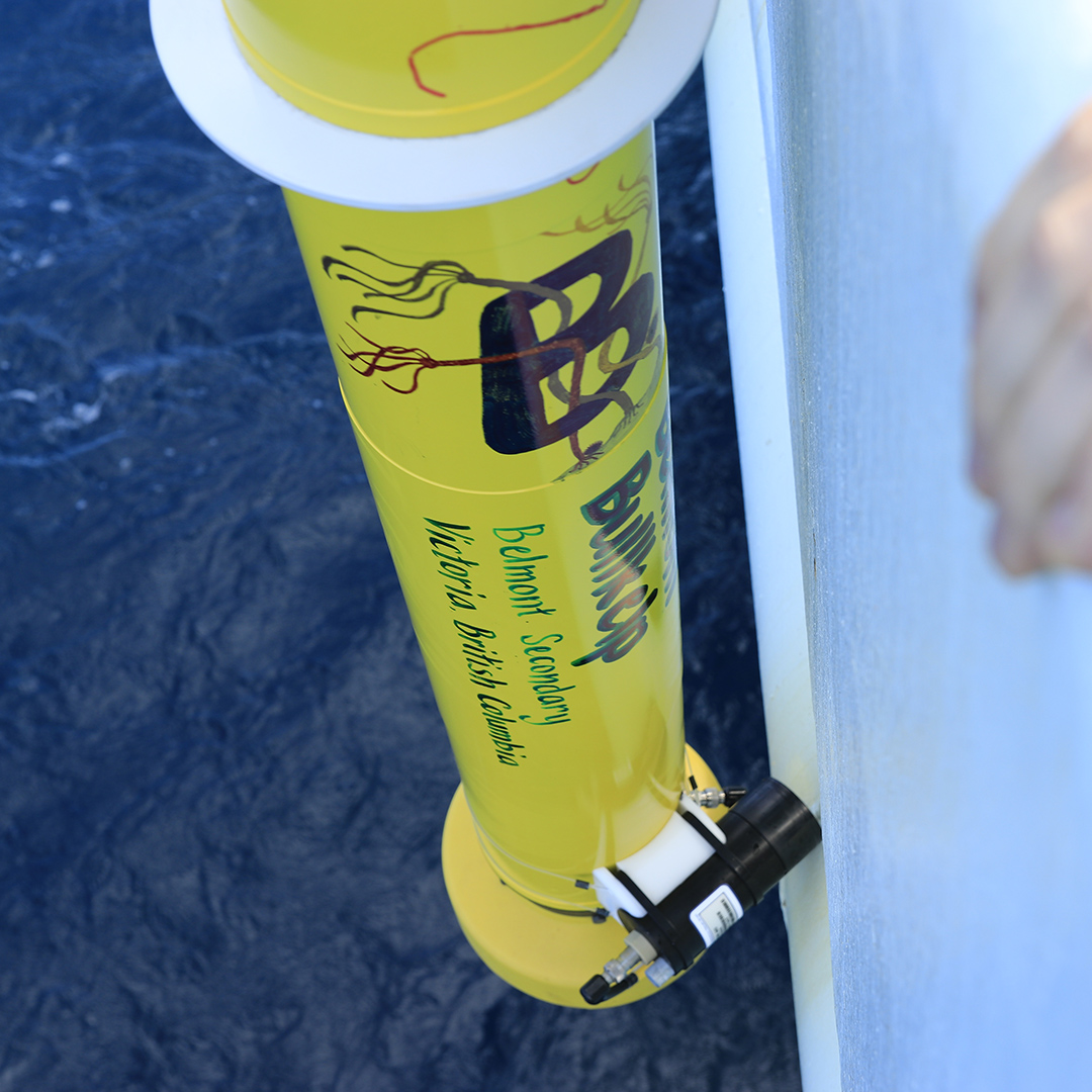 Belmont Bullkelp is lowered down the hull of the R/V Thompson