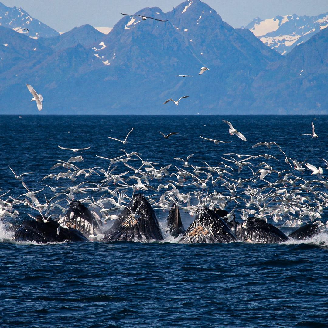 Humpback whales bubble-net feeding near the Chiswell Islands in KFNP