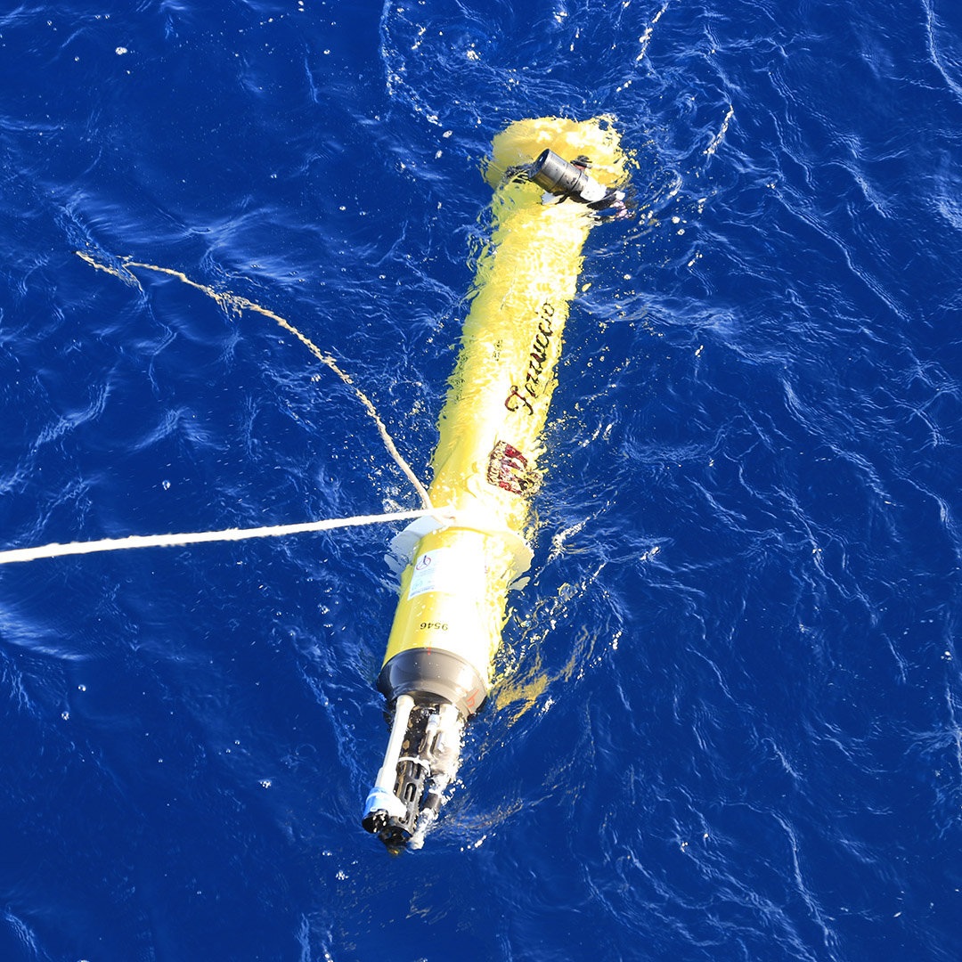 Ferruccio is released into the clear blue of the Indian Ocean.