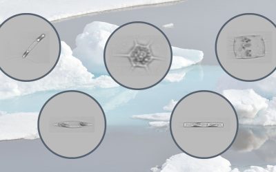 Plankton Biodiversity