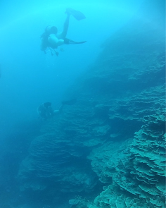 Diving along a stony table coral wall. Photo credit: Maija Zidek Diving along a stony table coral wall. Photo credit: Maija Zidek