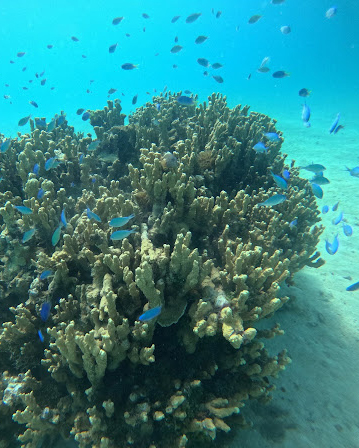 An active reef! Photo credit: Riley Ames An active reef! Photo credit: Riley Ames
