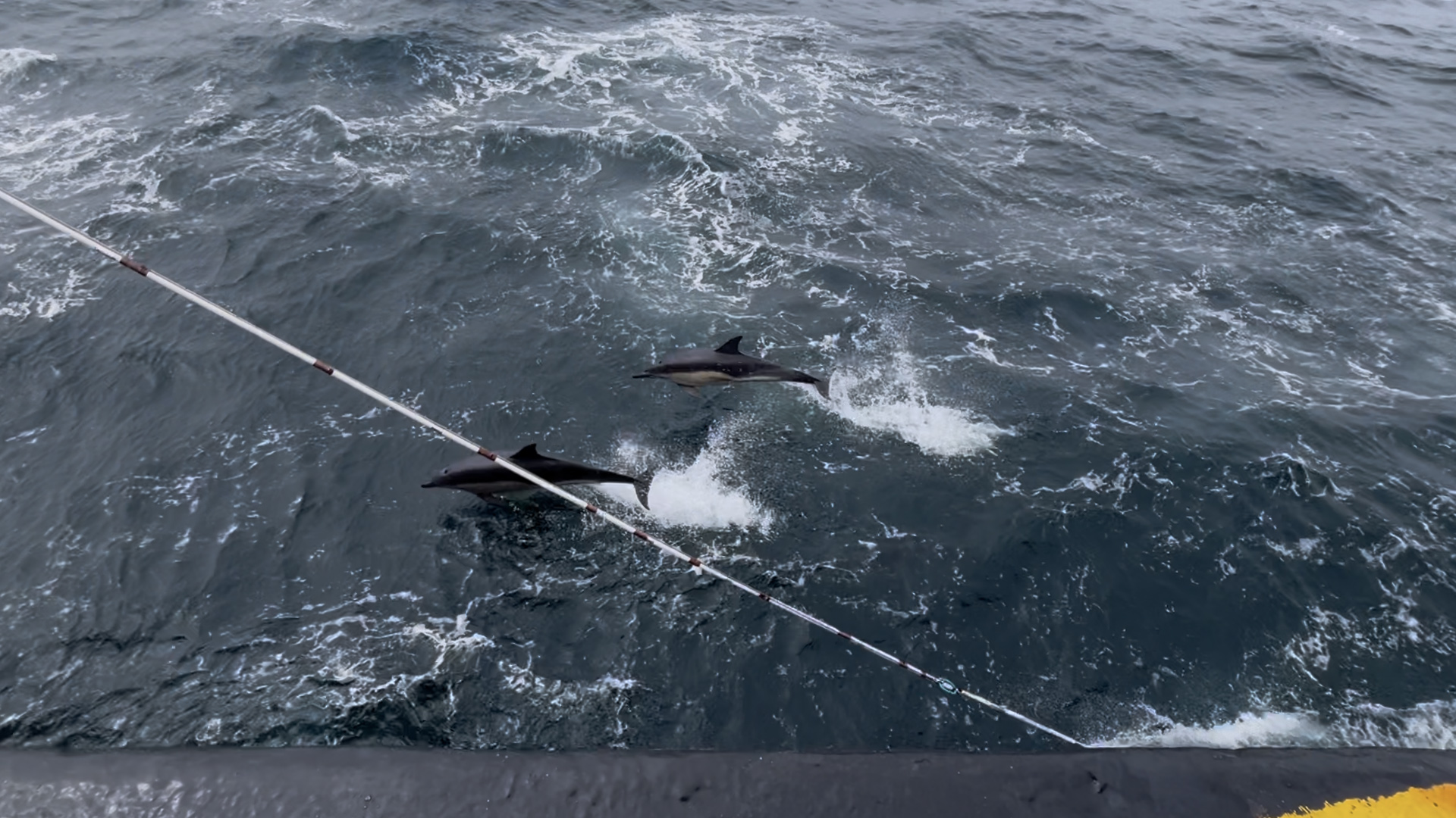 Dolphins A pod of dolphins followed along with the ship for an impressive distance