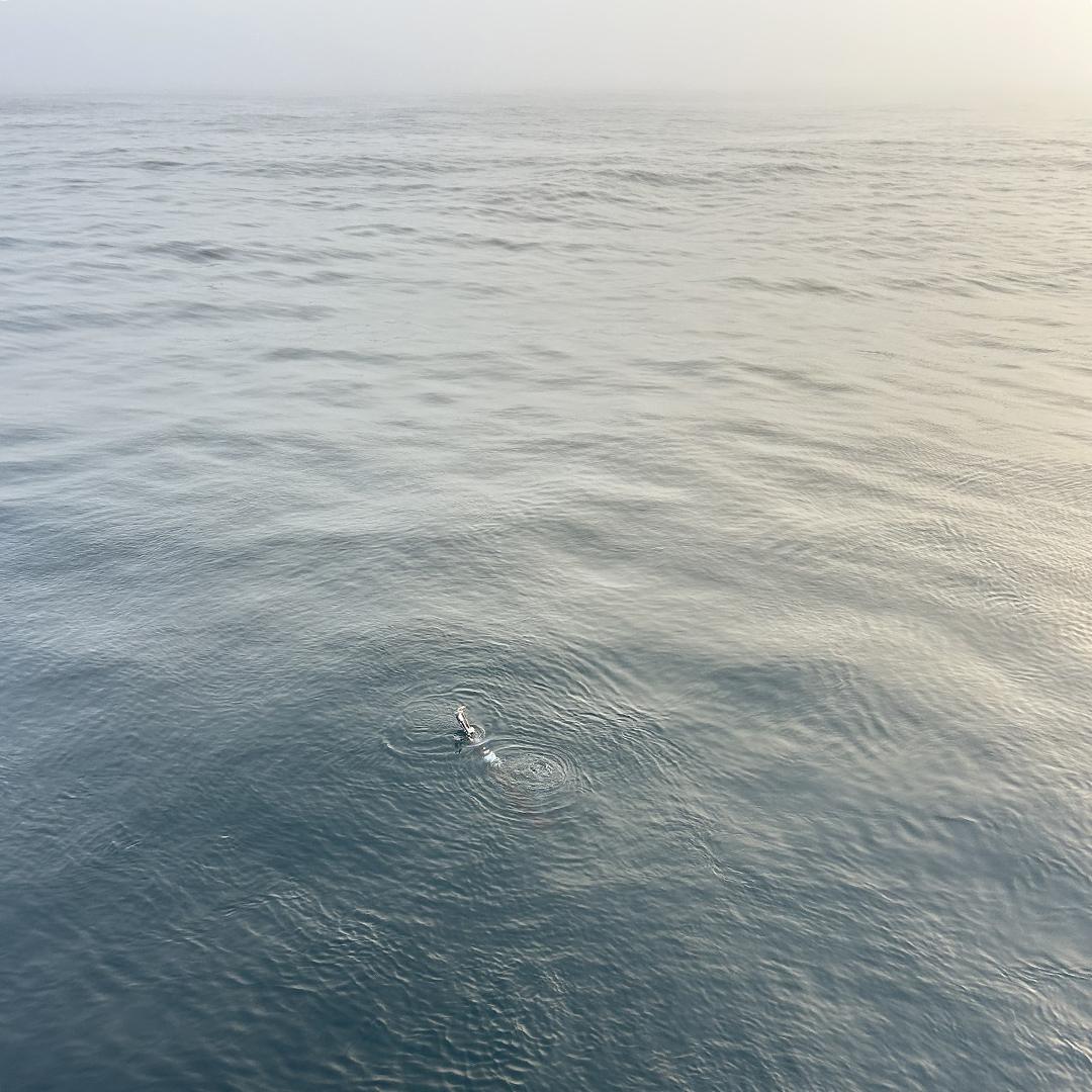 Watching The BGC Argo Float Drift Away (it Will Soon Sink Below The Surface) As We Move On Toward The Next Station Watching the BGC Argo float drift away (it will soon sink below the surface) as we move on toward the next station