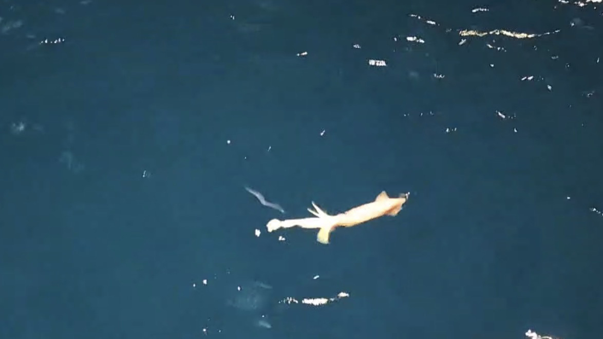 squid eating a fish squid eating a fish