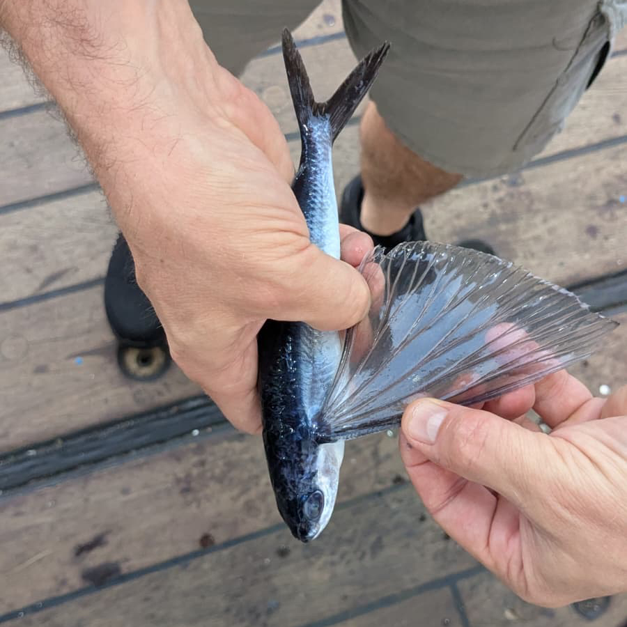 6.22 Flying Fish Sq The flying fish were able to jump so high, several landed on the ship’s deck at various points along the journey. Photo credit: Dr. Tom Bell