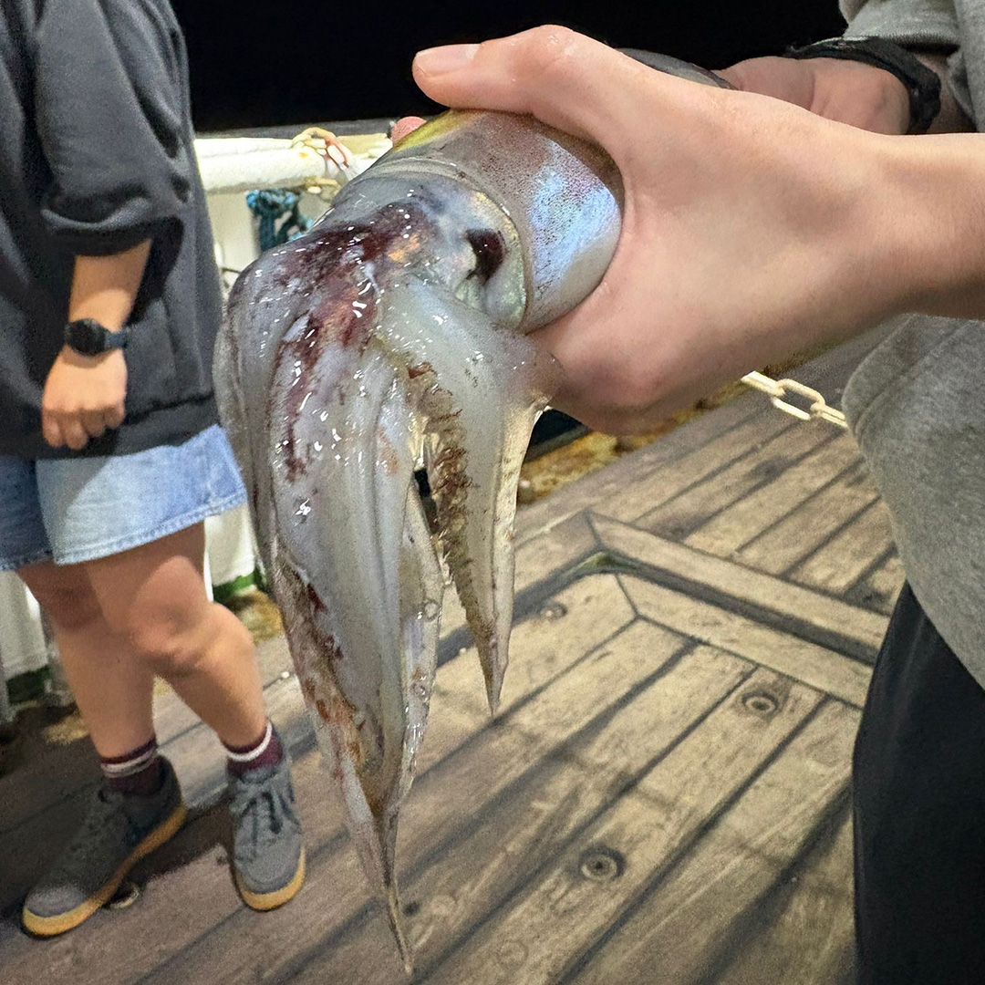 6.24 My Squid Sq Fresh caught squid during the pre-dawn CTD cast; they can circulate ink under their skin to change colors from the light gray pictured here to a deep red. Photo Credit: Dr. Frances E. Hopkins