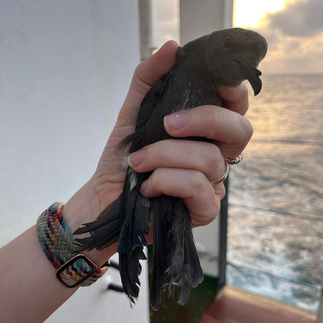 6.25 Petrel Holding Sq Petrels are birds that live primarily at sea and are able to drink salt water, expelling the salt through a tube in their beak. Photo credit: Dr. Ming-Xi Yang