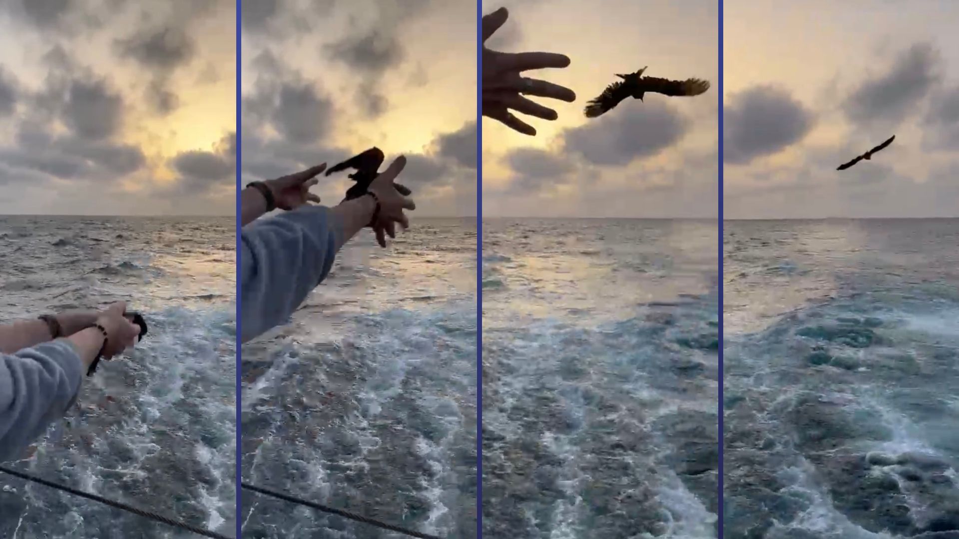 Petrel Shots Screenshots from a video releasing a petrel back to the ocean – they get confused by the lights of the ship at night and end up on the deck. To keep them safe, they’re placed in carboard boxes until daylight, then released. Photo credit: Dr. Ming-Xi Yang
